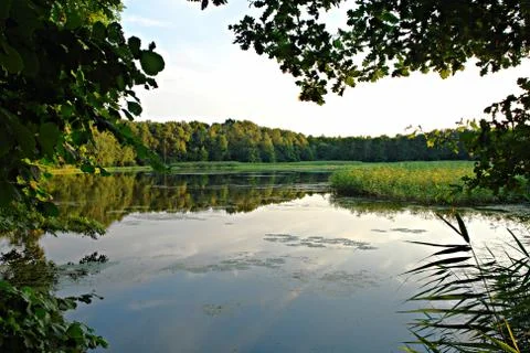 Summer pond Stock Photos