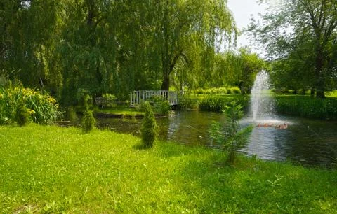 Summer pond. Stock Photos