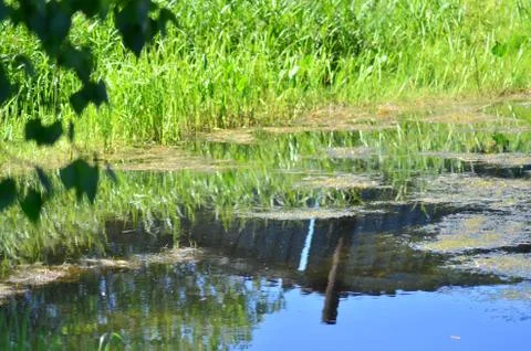 Summer pond Foto stock