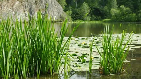 Summer pond with plants Stock Footage 12183640