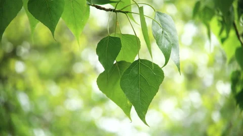 Summer poplar tree Stock Footage 100550822