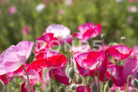 Summer Poppies Stock Photos