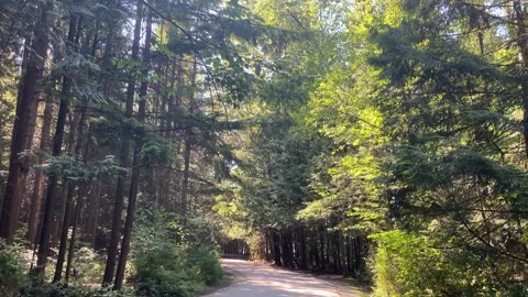Summer Port Moody Trees and Pathway in Canada Stock Footage 280151753