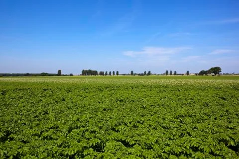 Summer potato crop Stock Photos