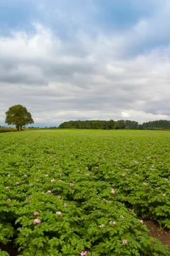 Summer potato crop Stock Photos