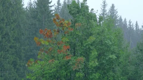 Summer pouring rain in the forest Stock Footage 258848044