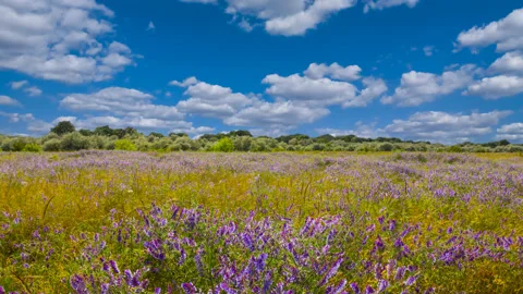 Summer prairie with flowers under dense cloudy sky Stock Footage 201130421