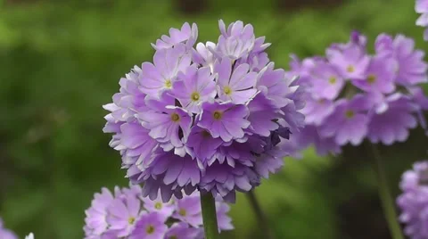 Summer Primula Flowers Gently Blowing in the Wind Stock-Footage 48656472