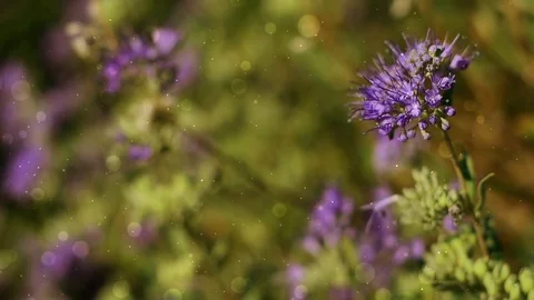 Summer Purple Flower Motion Background Stock Footage 79457684