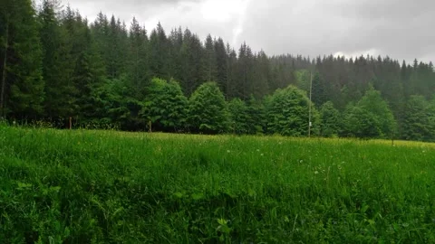 Summer rain on alpine meadow Stock Footage 243667574