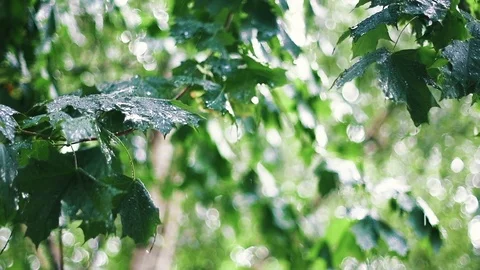 Summer Rain among Maple Trees Stock Footage 103271972