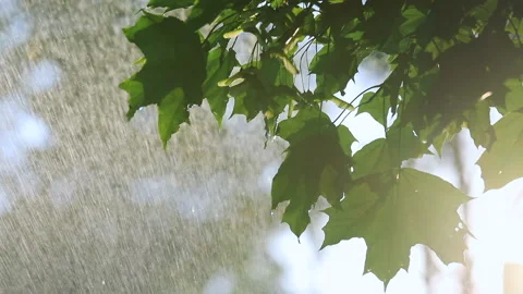Summer rain and maple leaves Stock Footage 135472289