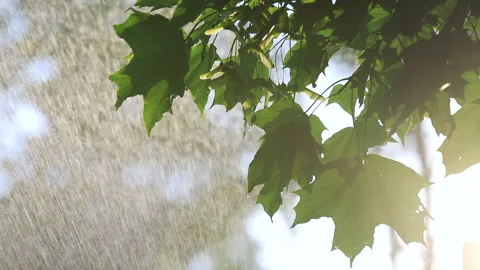 Summer rain and maple leaves Stock Footage 135472974