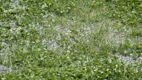 Summer rain and wind storm - large water drops falls on the green grass Video stock 110904283