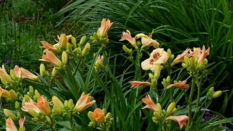 Summer rain on the background of a flower bed with daylilies. Stock Footage 135604557