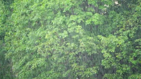 Summer rain on a background of trees Stock Footage 337112888