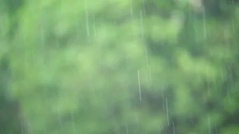 Summer rain on a background of trees Stock Footage 337115611