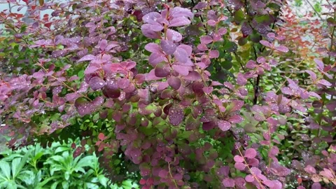 Summer Rain Barberry Stock Footage 274848493