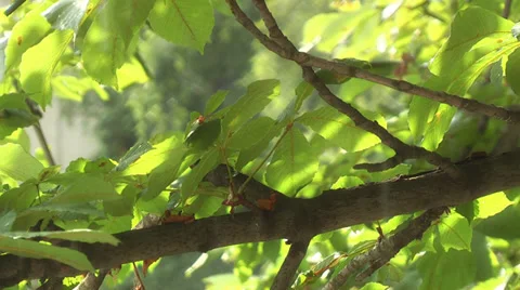 Summer rain, branch close up Stock Footage 39306623
