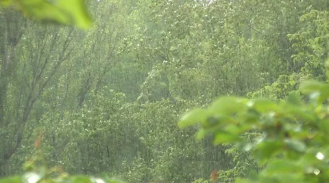 Summer rain, branch close up Video stock 39306757