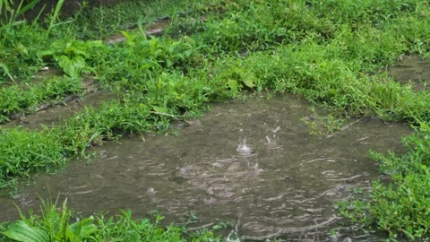 Summer rain with bubbles dripping Video stock 343614474