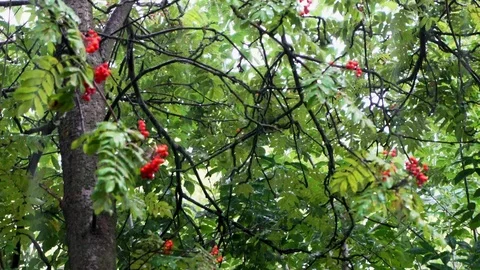 Summer rain dripping on the leaves. 4k Stock Footage 112626307
