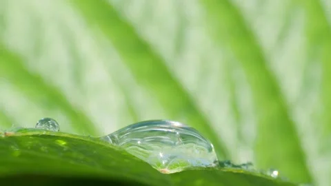 Summer rain drops on a background of green leaves closeup 스톡 동영상 138711843