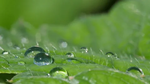 Summer rain drops on a background of green leaves closeup 스톡 동영상 138711970