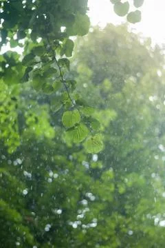 Summer rain drops on a background of trees Stock-Fotos