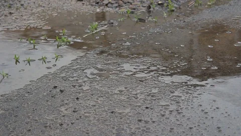 Summer rain drops fall on wet grey asphalt among puddles Stock Footage 129946423
