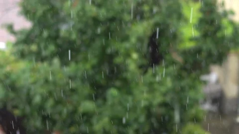 Summer rain drops falling fast in the woods 스톡 동영상 114005573
