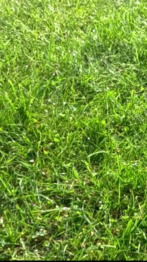 Summer rain drops falling on green lawn in bright sunlight Stock Footage 318297242