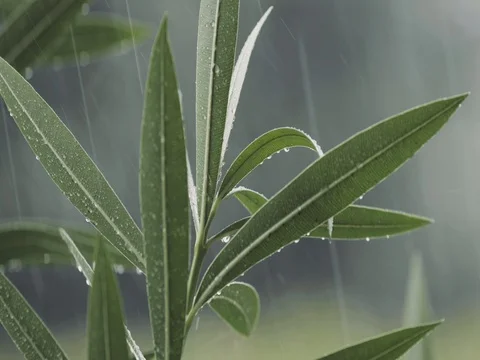 Summer Rain Drops Falling On Leaves Видео 80906431