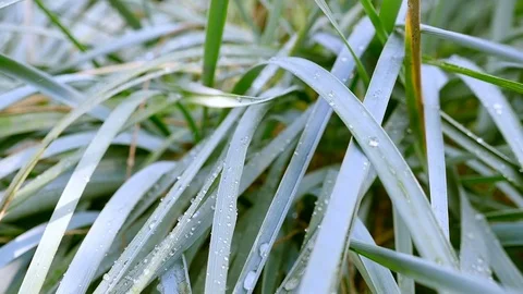 A summer rain drops on green grass. Macro shooting Stock Footage 71250446