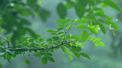 Summer rain empty shot, artistic scene, Minor Heat &amp; Major Heat footage Video stock 336552170