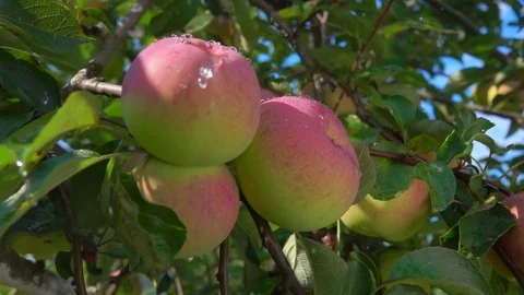 Summer rain is falling in the apple orchard. Video stock 113953273