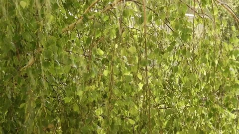 Summer rain falling behind hanging birch branches Stock Footage 312616641