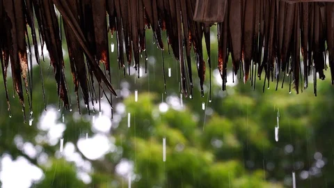 Summer rain falling big rain drops falling down on straw roof, Tanzania, Africa Stock Footage 126155123