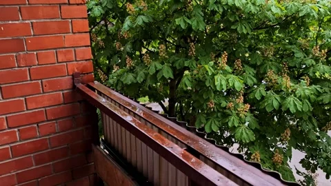 Summer rain falling on a blooming chestnut tree and a balcony roof Stock Footage 341743900