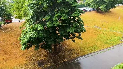 Summer rain is falling from dark sky over park. Видео 156992910