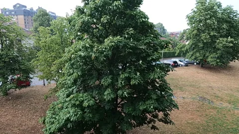 Summer rain is falling from dark sky over park. Video stock 157056051