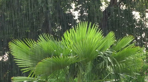 Summer Rain falling on ferns NTSC Stock Footage 40944185