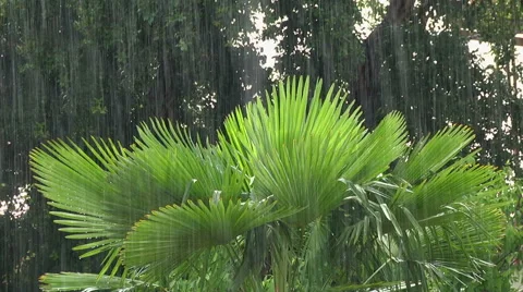 $Summer Rain falling on ferns PAL Stock Footage 40764542