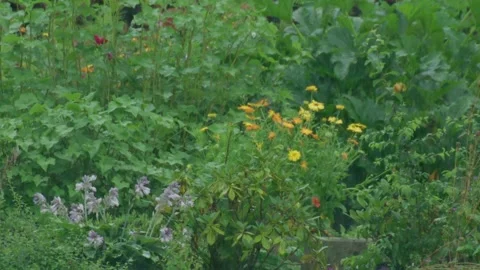 Summer rain falling on flowering garden perennials Stock Footage 332464710
