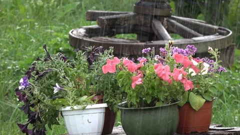 Summer rain falling on flowers and old horse carriage wheel 스톡 동영상 124700711