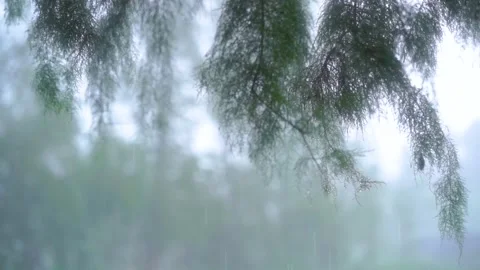 Summer rain falling on green pine tree branches in a misty forest setting 動画素材 341997751