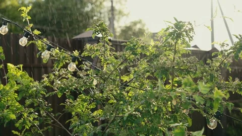 Summer rain falling on plants in a sunny garden backyard Stock Footage 341294331