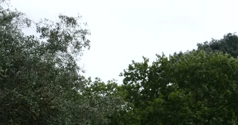 Summer rain that falls over a forest of olive trees that flourished at the end Stock Footage 63297582