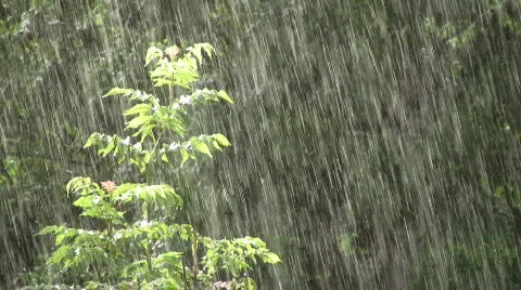 Summer rain 動画素材 489258