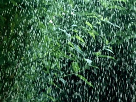 Summer Rain Stock Footage 490167